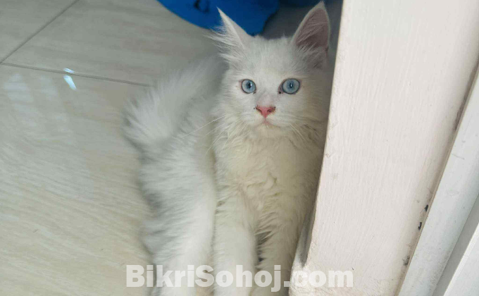 Persian cat female ( blue eyes)
